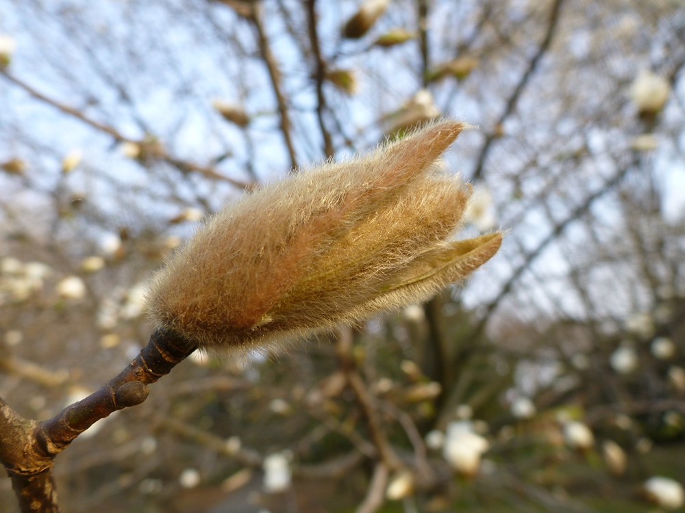 こぶしの花 咲きはじめ