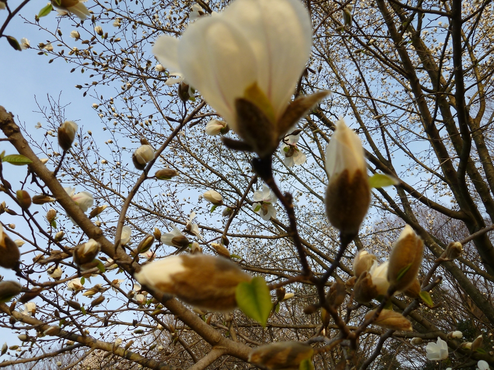 こぶしの開花