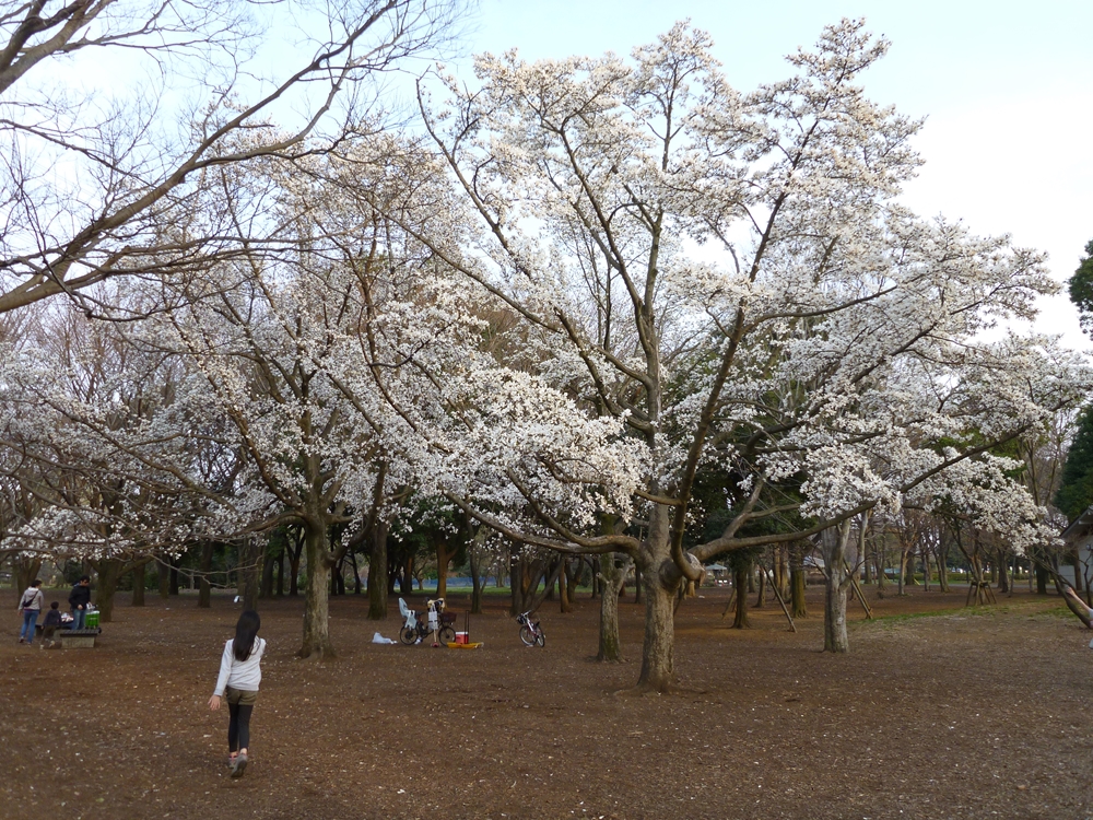 満開のこぶしの木