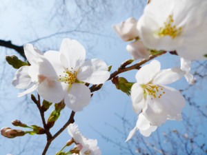 桜の開花