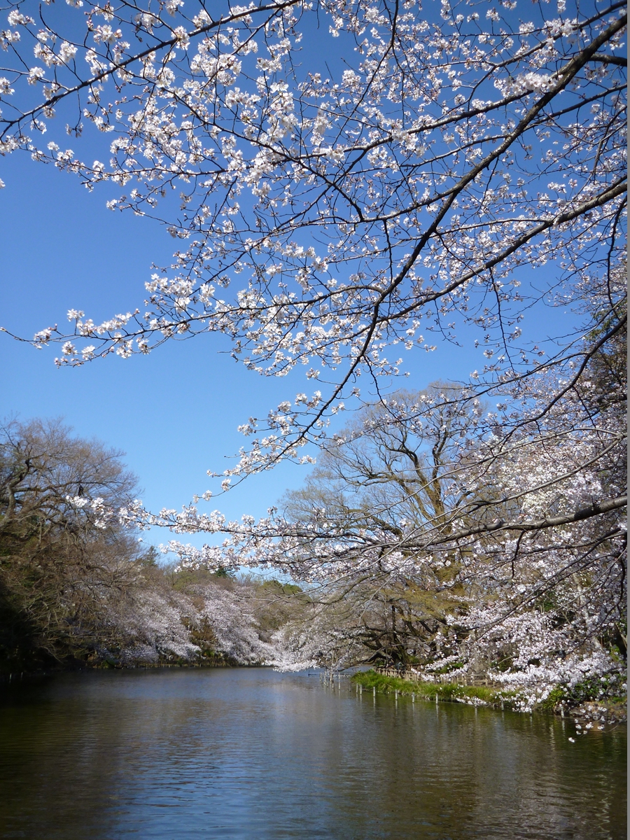 三分咲きの桜